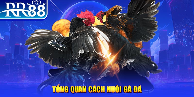 game b52 casino KÈO NHÀ CÁI